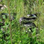 image of Large Snake in Grass